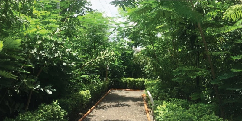 Miyawaki Garden